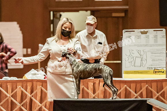 12-15 Puppy Bitch-1933