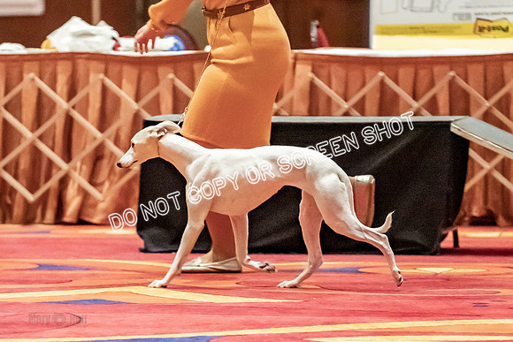 12-15 Puppy Bitch-2023