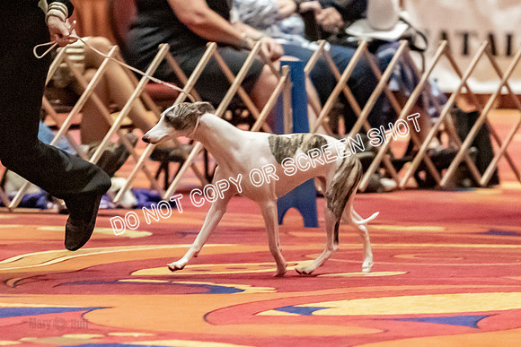 12-15 Puppy Bitch-2021
