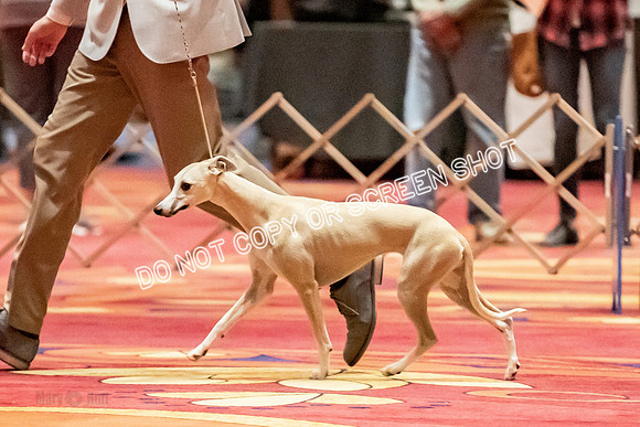 12-15 Puppy Bitch-2035