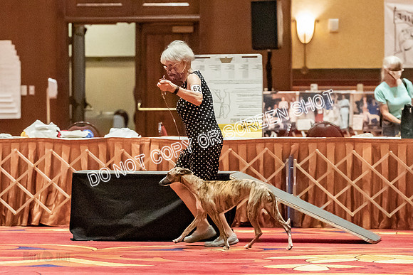12-15 Puppy Bitch-2044