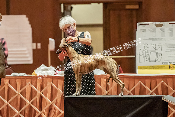 12-15 Puppy Bitch-1941