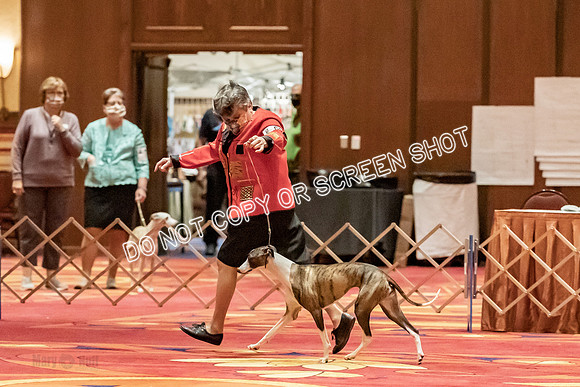 12-15 Puppy Bitch-2068
