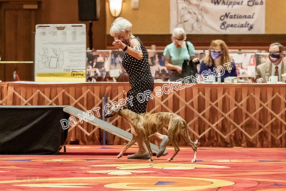 12-15 Puppy Bitch-2042