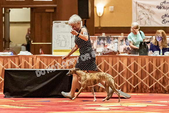 12-15 Puppy Bitch-2043
