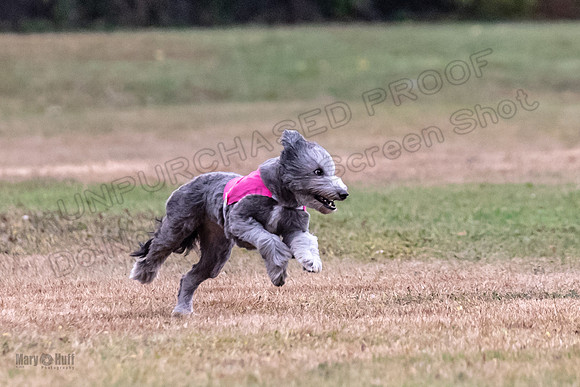 1 Prelims Ellie-1922