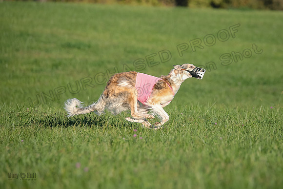 1 Prelims Vet 1 Yaro Chase Zip-3063