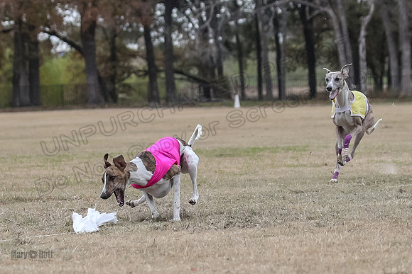 Finals Open 4 Rigel Trixie-4130
