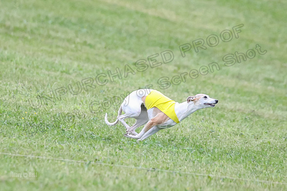 Prelim Open B4, Marlee Wrath Sonic-8492