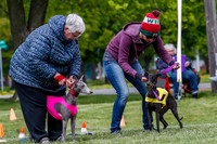 Whippet