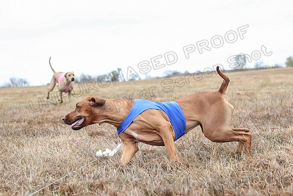Prelims Specials 4, Fia Nilla Zoey-4945