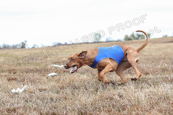 Prelims Specials 4, Fia Nilla Zoey-4942