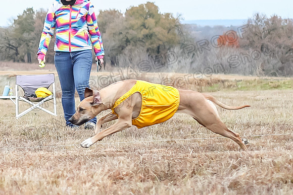 Prelims Open 2, Islay Poppy Shiner-4580