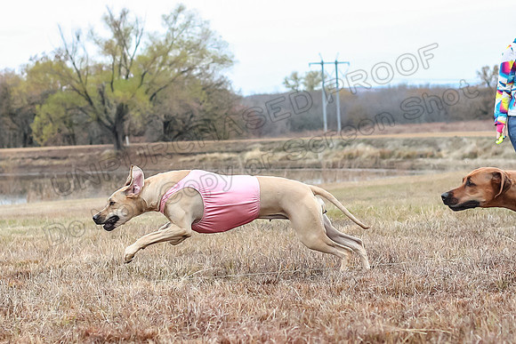 Prelims Specials 4, Fia Nilla Zoey-4911
