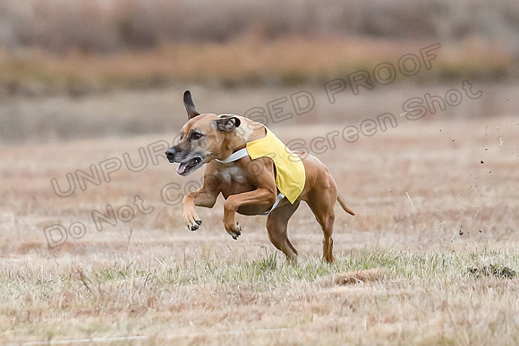 Finals Open 1, Poppy Shiner Zhrya-6163