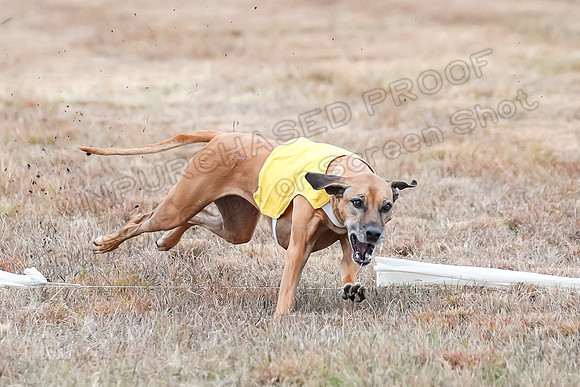 Finals Open 1, Poppy Shiner Zhrya-6183