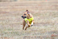 Rhodesian Ridgebacks