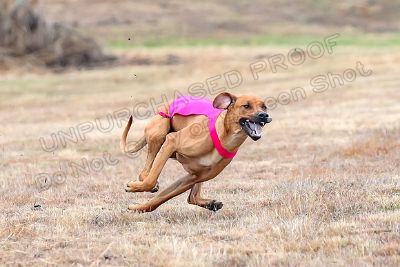 Finals Open 2, Islay Denny Taz-6245