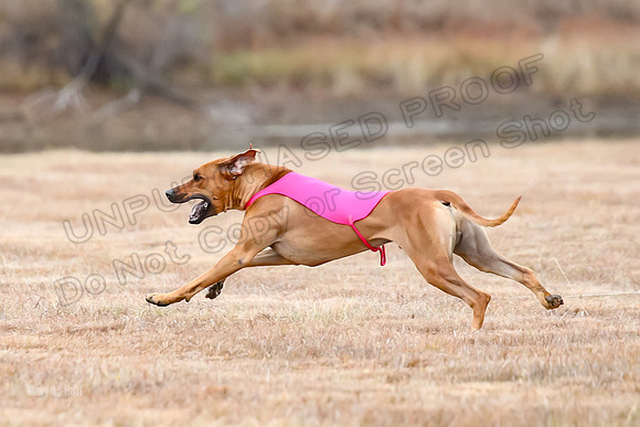 Finals Open 2, Islay Denny Taz-6275