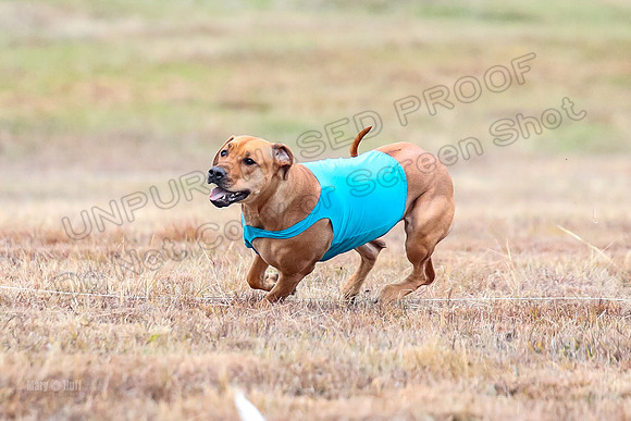 Finals Specials 1, Zoey Fia Sonora-6291