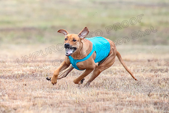 Finals Specials 1, Zoey Fia Sonora-6296