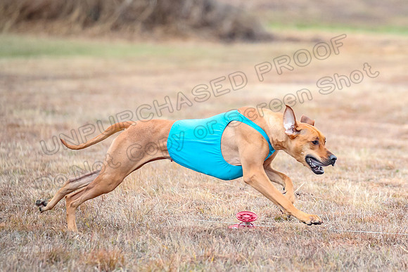 Finals Specials 1, Zoey Fia Sonora-6310