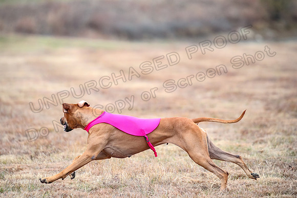 Finals Specials 1, Zoey Fia Sonora-6333