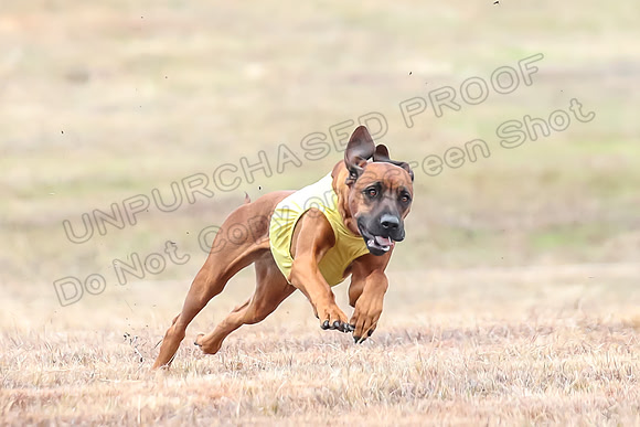 Finals Specials 4, Sugar Charlotte Nilla-6478