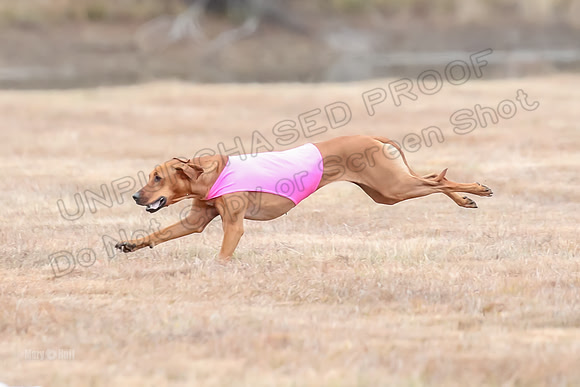 Finals Specials 4, Sugar Charlotte Nilla-6502