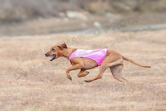 Finals Specials 4, Sugar Charlotte Nilla-6505
