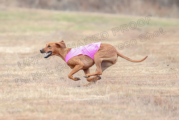 Finals Specials 4, Sugar Charlotte Nilla-6506