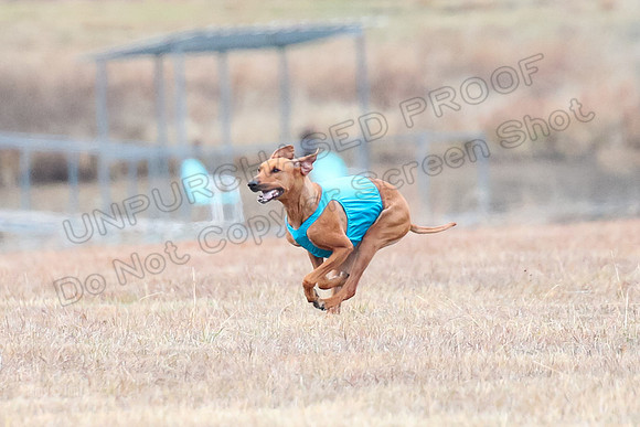 Finals Veteran 1, Zoli Enzo Libby-6515