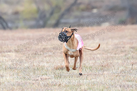 Finals Veteran 1, Zoli Enzo Libby-6522