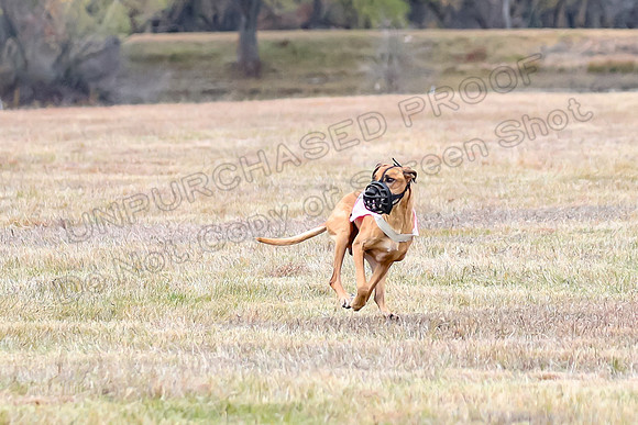 Finals Veteran 1, Zoli Enzo Libby-6528
