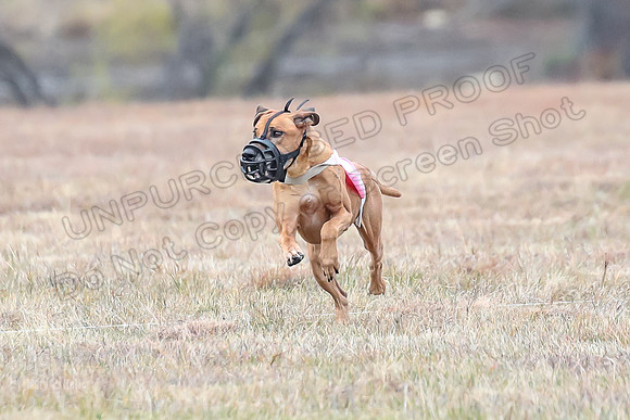 Finals Veteran 1, Zoli Enzo Libby-6524