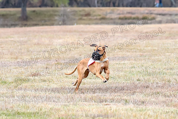 Finals Veteran 1, Zoli Enzo Libby-6530