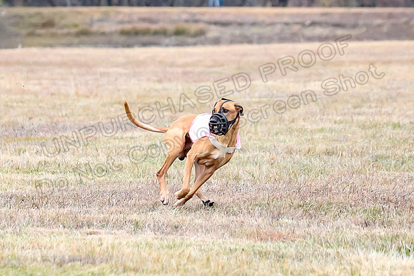 Finals Veteran 1, Zoli Enzo Libby-6533