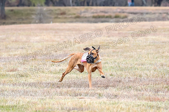 Finals Veteran 1, Zoli Enzo Libby-6531