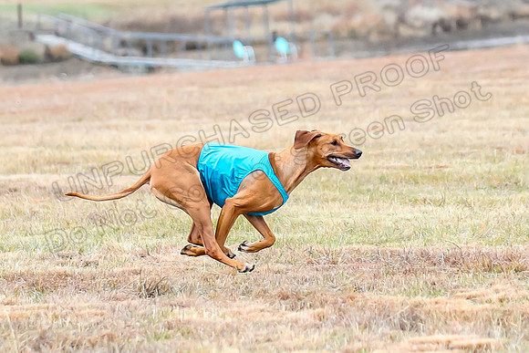 Finals Veteran 1, Zoli Enzo Libby-6537