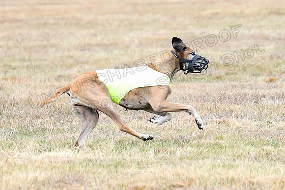 Finals Veteran 1, Zoli Enzo Libby-6543