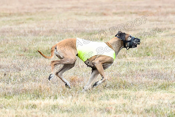Finals Veteran 1, Zoli Enzo Libby-6547