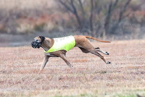 Finals Veteran 1, Zoli Enzo Libby-6565