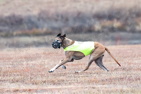 Finals Veteran 1, Zoli Enzo Libby-6569