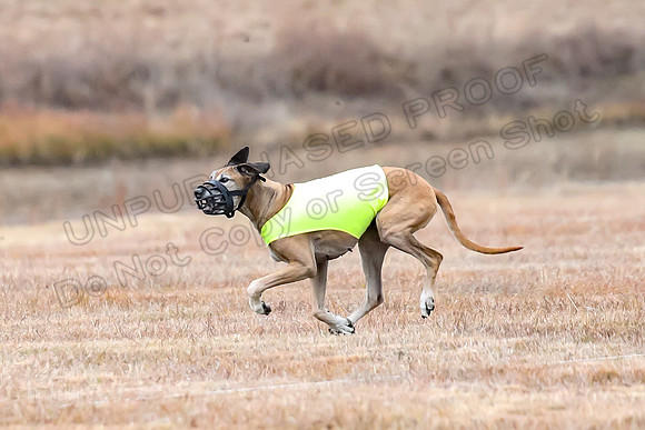 Finals Veteran 1, Zoli Enzo Libby-6572