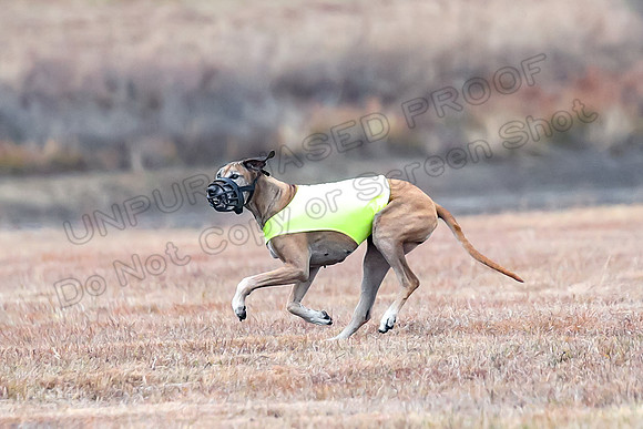 Finals Veteran 1, Zoli Enzo Libby-6568