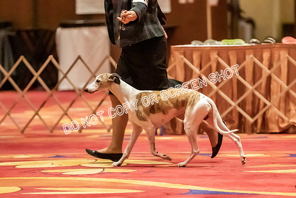 Veteran Dogs 7-10 yrs-2-31