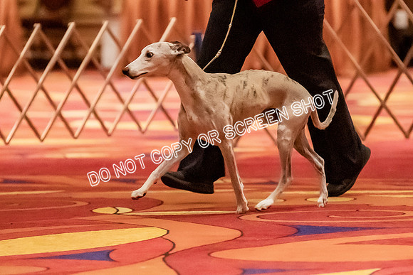 Veteran Dogs 10-12 yrs-3767