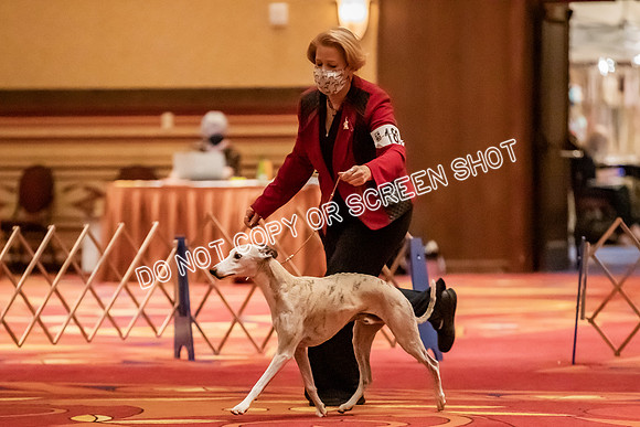Veteran Dogs 10-12 yrs-2-4