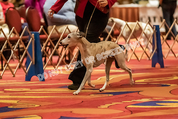 Veteran Dogs 10-12 yrs-2-5