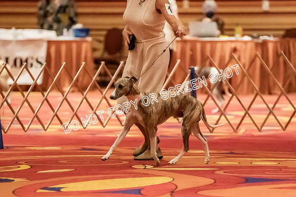 Veteran Dogs 7-10 yrs-2-26